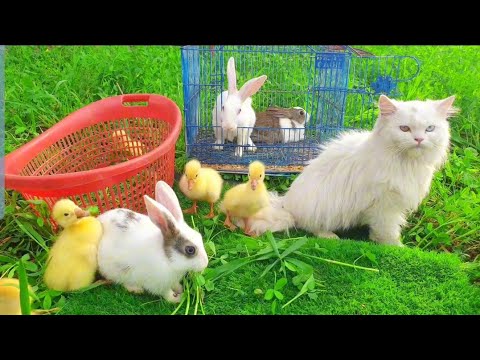 World Cute Cat, Colorful Ducks, Cat,Rabbite,Ducklings ,Cute Animals playing Together |