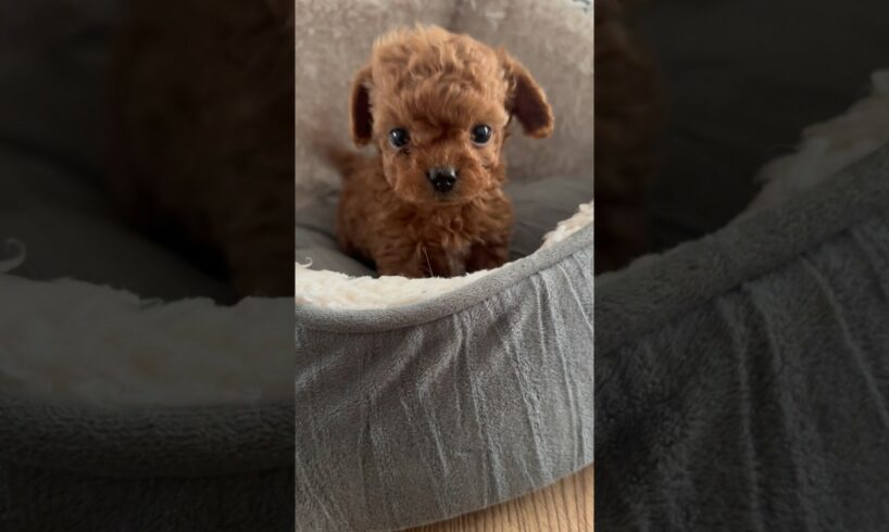 You’ve got me😭5 weeks old baby boy #puppyvideos #shorts #cutest #puppies #cute #puppy