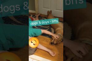 #bestfriends #labradorretriever #dog #pets #puppy #foryou #cute #puppies #puppylife #doglover #dogs