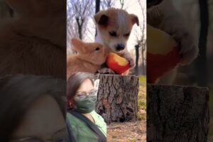 cute pets ! cutest puppy # petlovers #puppies #shorts #youtubeshorts