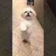 cute puppies 😻 #viral