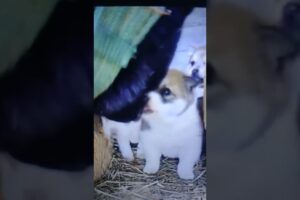 cute puppies #viralvedio#shortvideo