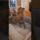dogs playing shorts #shorts #puppy #dogs #best #animals #love must see #pets #
