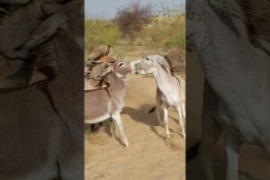 donkeys kisig | #animals #donkey #youtubeshorts #pets #shorts