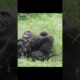 gorilla brothers playing 🤣 #gorillatag #金剛猩猩 #台北市立動物園 #shorts