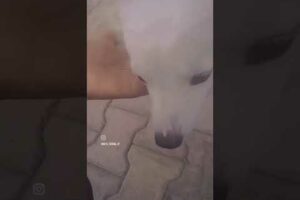 jaan nisar #viral song #trending song #ytshort#cute puppies #love dogs #animals#village life#puppy❤️