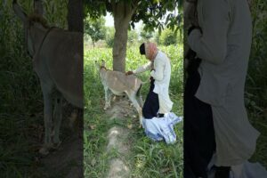 oh no this Donkey are playing with the boy and each other #shorts #viral