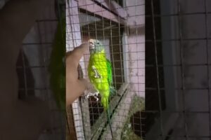 #parrot #birds #macaw #amazingfacts #animals #parrort #lovebirds #viral #parrorts #lovesigns