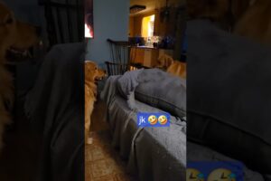 party! #goldenretriever #labradorretriever #dog #pets #foryou #cute #puppy #puppies #puppylife #lab