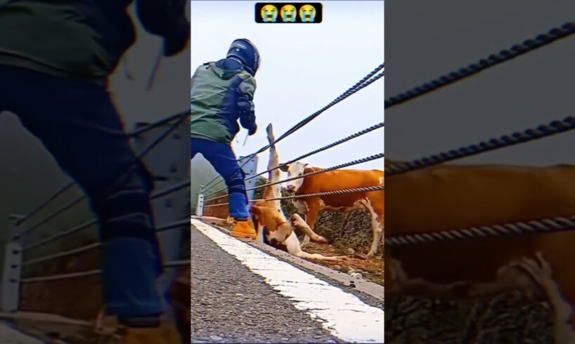 wait for end how a calf rescued #calf #cow #rescue