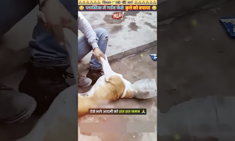 प्लास्टिक में गर्दन फँसे कुत्ते को बचाया 🙏 #animal #animals #animallover #animalrescue #dog