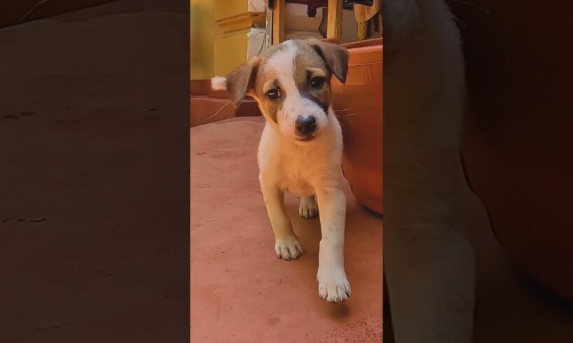 අම්මෝ එයාලගේ ලස්සන! ||Cute Puppies ||😍❤️️😘#doglover #animals #puppy