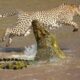 15 Crocodiles That Strike Their Prey in the Wild Part 2 | Animal Fights