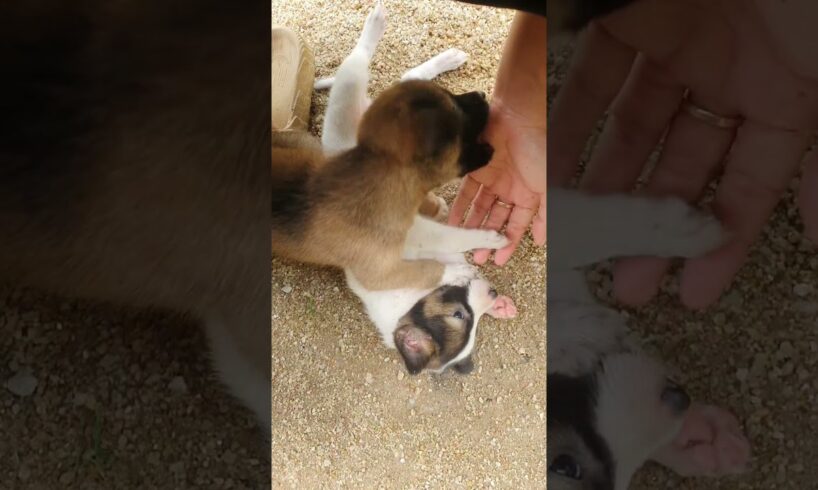 Rural Life🤗Cute Puppies #shorts #rurallife #puppies #dog #dogs #dogloversdog #animals #pets #cute
