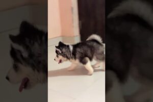 cute puppies 🐶