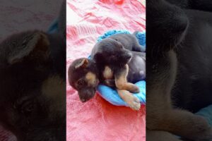 Cute puppies