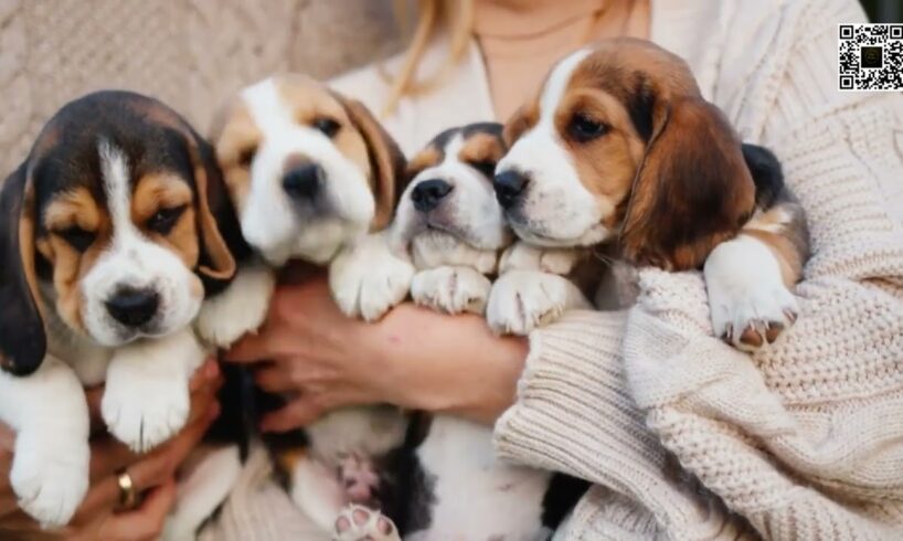 Cutest puppies