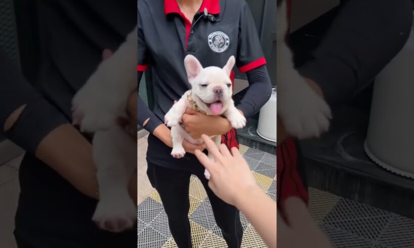 Cute Dog Collection, The World’s Cutest Puppies #dog #puppies #puppy #video #cute #cutest