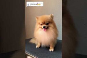 Cute Dog Collection, The World’s Cutest Puppies #dog #puppies #puppy #video #cute #cutest