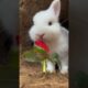 Cute animals playing #animals #funnyanimals #animalclips