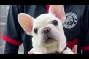 Cute Dog Collection, The World’s Cutest Puppies #dog #puppies #puppy #video #cute #cutest
