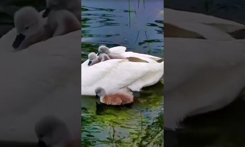 Cute animals playing #animals #funnyanimals #animalclips