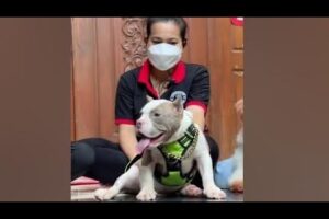 Cute Dog Collection, The World’s Cutest Puppies #dog #puppies #puppy #video #cute #cutest