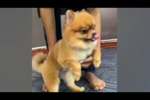 Cute Dog Collection, The World’s Cutest Puppies #dog #puppies #puppy #video #cute #cutest