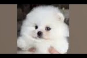 Cute Dog Collection, The World’s Cutest Puppies #dog #puppies #puppy #video #cute #cutest