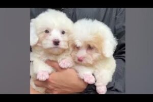Cute Dog Collection, The World’s Cutest Puppies #dog #puppies #puppy #video #cute #cutest