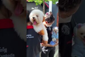 Cute Dog Collection, The World’s Cutest Puppies #dog #puppies #puppy #video #cute #cutest