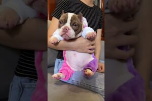 Cute Dog Collection, The World’s Cutest Puppies #dog #puppies #puppy #video #cute #cutest