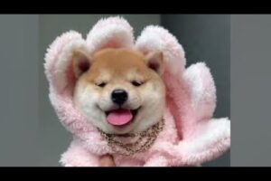 Cute Dog Collection, The World’s Cutest Puppies #dog #puppies #puppy #video #cute #cutest