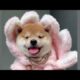 Cute Dog Collection, The World’s Cutest Puppies #dog #puppies #puppy #video #cute #cutest