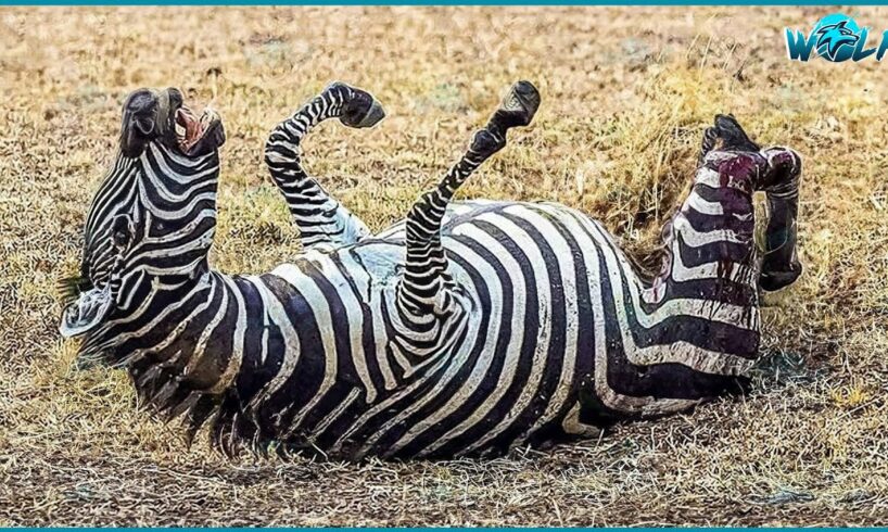 20 Unbelievable Moments Wild Animals Are Injured But Still Surviving | Animal Fights