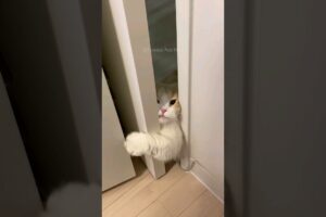 #63 Funniest Cats And Dogs videos 🐶🐱 #funny #animals #cuteanimals