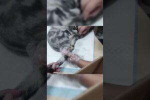 A hero Rescue a cat #cat #animals #pets