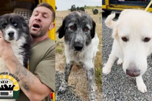 A massive transport of dogs straight from the euthanasia list | The Asher House