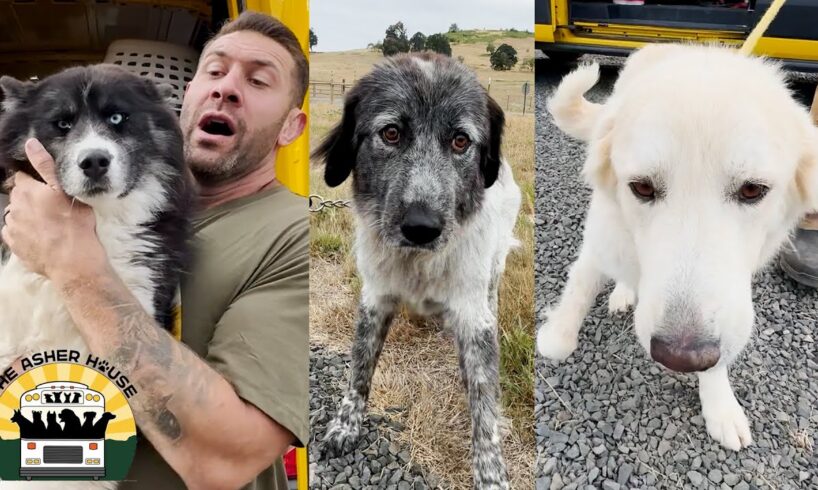 A massive transport of dogs straight from the euthanasia list | The Asher House