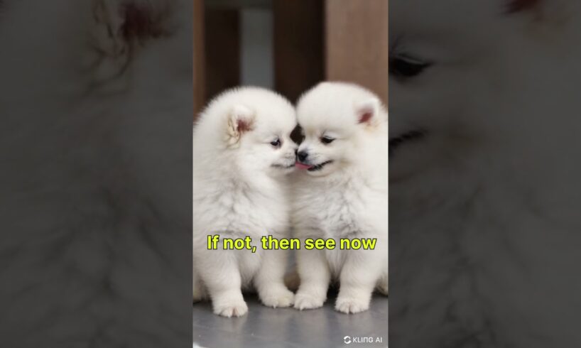 Adorable Pomeranian Puppies Kissing! Cutest Puppy Love You'll Ever See!