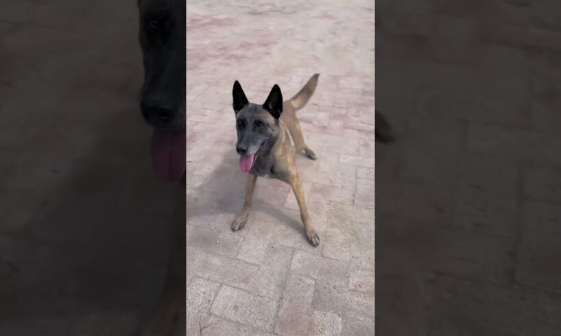 An Object Fell From The Sky, And The Rescue Dog Jumped On His Master To Save Him #Shorts