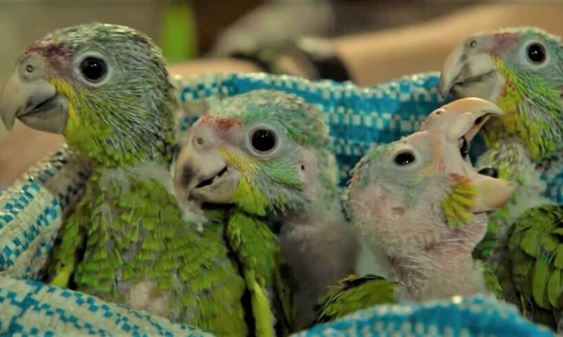 Baby Parrots Rescued From Smugglers | Jungle Animal Hospital | BBC Earth