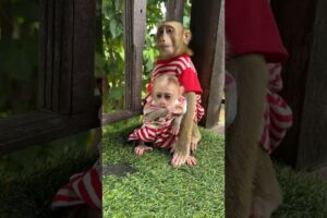 Baby and Mario sit play #shorts #trending #monkey #cute #animals #youtube #video #viralvideo #pets