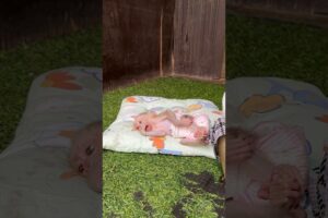 Baby sleep play near Mario #trending #monkey #cute #animals #shorts #youtube #video #love #pets