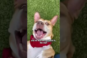 Being loved is the happiest thing #story #animals #petstory #dog #shorts