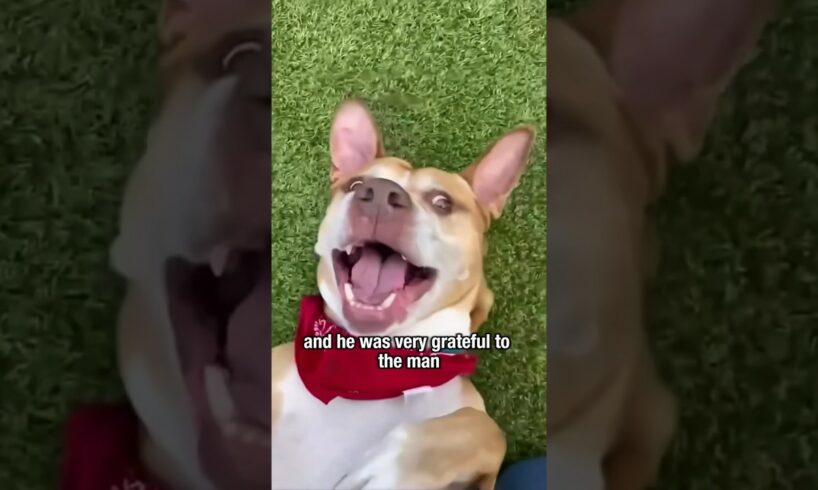 Being loved is the happiest thing #story #animals #petstory #dog #shorts