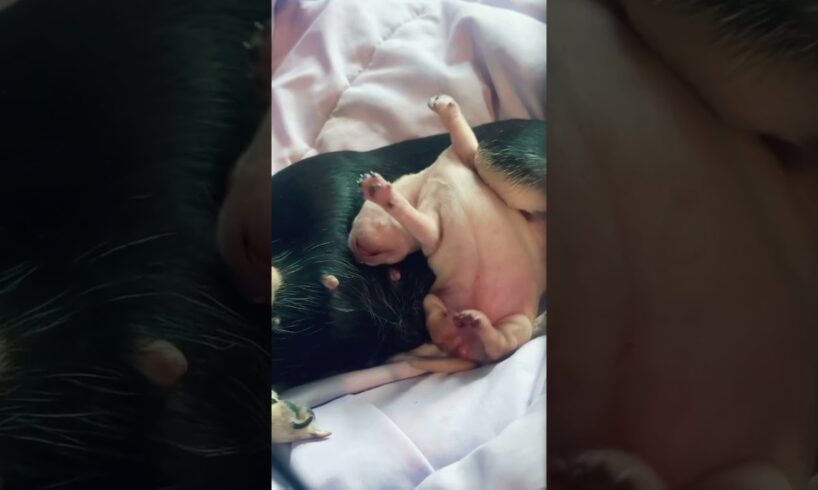 Big stretch! #cute #puppies  #puppydog  #puppylove #chihuahua  #adorable #dog  #fyp