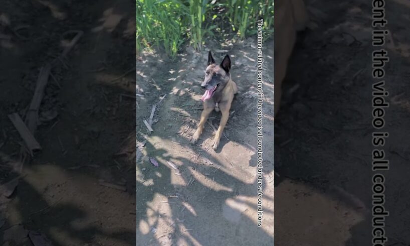 Blind Man's Money Was Stolen, Dog Found Out And Chased Away The Thief#Shorts