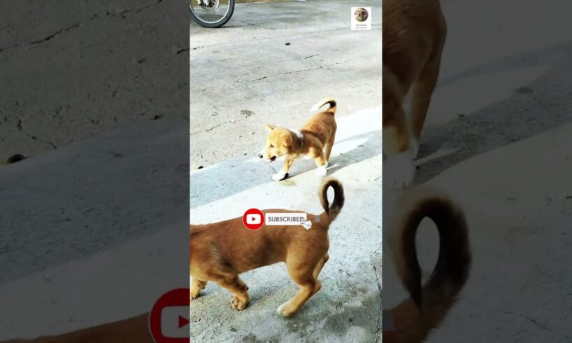 Cute puppies are biting each other happily K23 #doglover