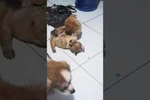 Cute puppies love to play before eating their meals. #shorts #cute #puppy #love #pleasesubscribe